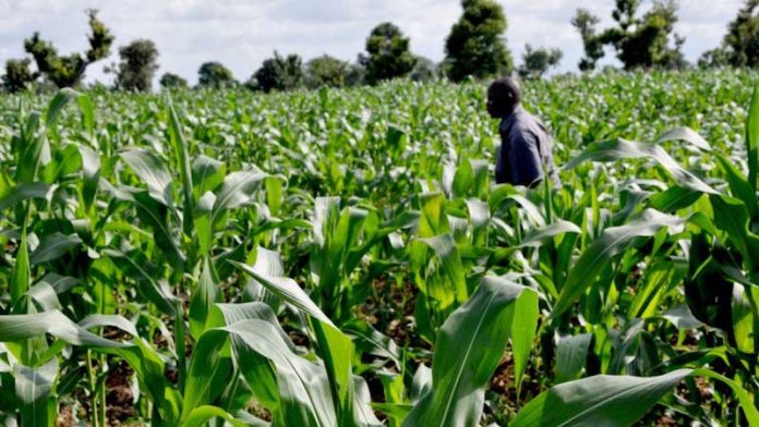 Senator Lawrence Ewhrudjakpo, has emphasized that efficient agricultural production is crucial to achieving food security