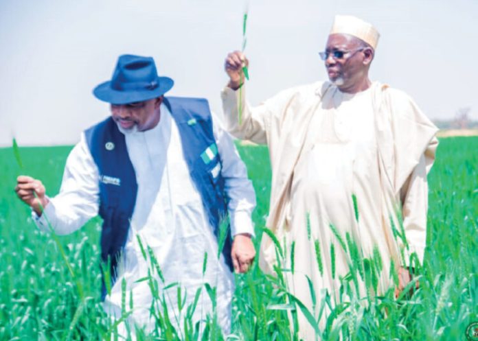 The Wheat Farmers Green Field Celebration in Dabi Village, Jigawa State, showcased the state government’s commitment to economic diversification