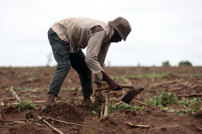 The British American Tobacco in Nigeria (BATN) is set to boost Nigeria’s agricultural sector by empowering youth and promoting entrepreneurship.