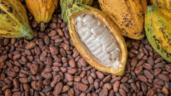 In a groundbreaking move for Africa’s cocoa industry, the Côte d’Ivoire-Ghana Cocoa Initiative (CIGCI) is setting the stage for a more equitable