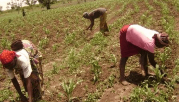 The Nigerian agricultural sector is grappling with increasing challenges as food insecurity tightens its grip on the nation.