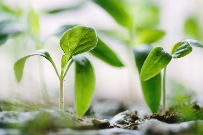 The FER-PLAY consortium has highlighted the potential of circular fertilisers to reduce EU dependence on imports, cut greenhouse gas emissions, and improve soil health.