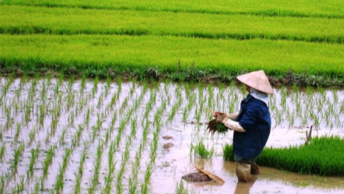 Nigeria’s rice production has fallen to its lowest level in four years, declining by 7% in the 2024/2025 season to 5.23 million metric tons